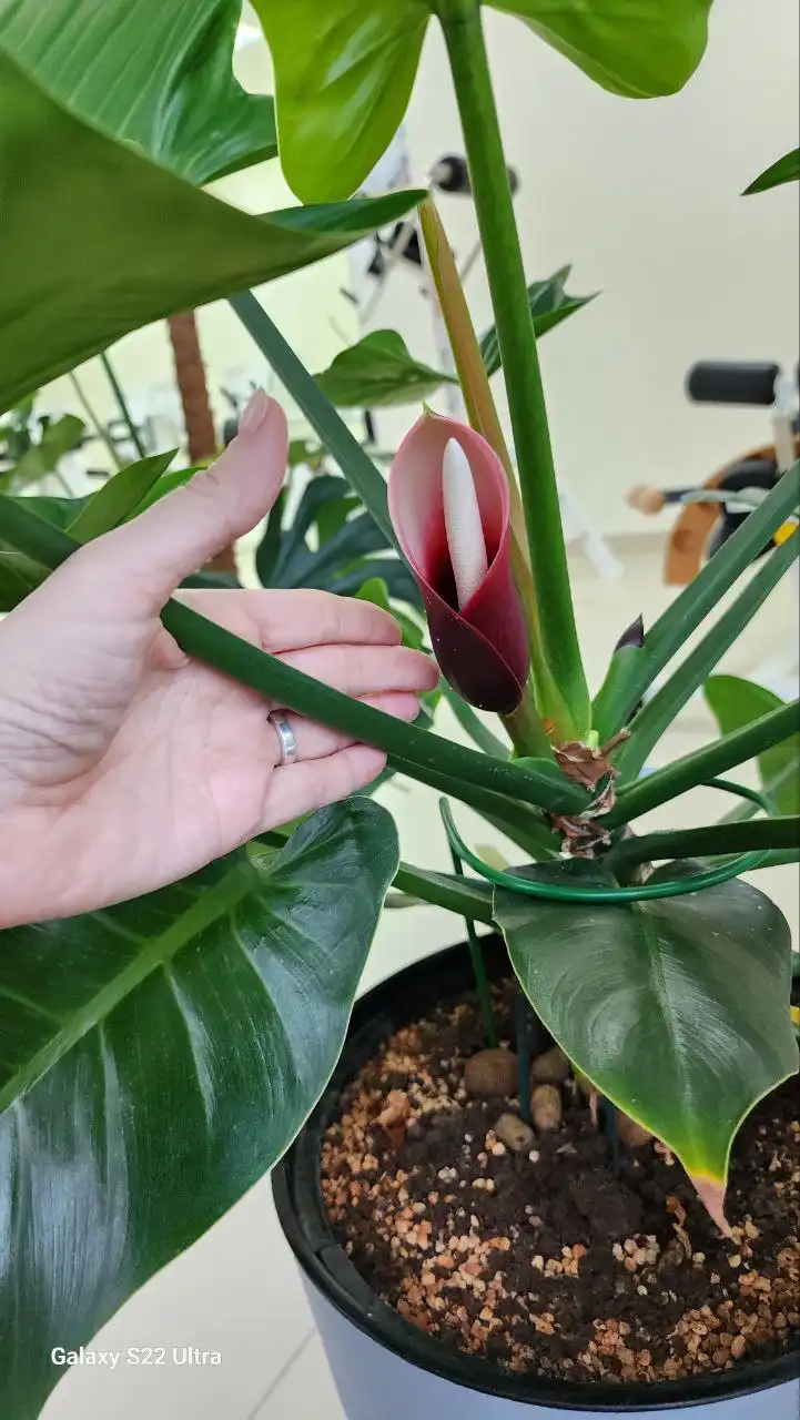 Продажа комнатных растений Империал Грин и Блэк Кардинал - Комнатные растения (Хобби и отдых) в Ростов-на-Дону