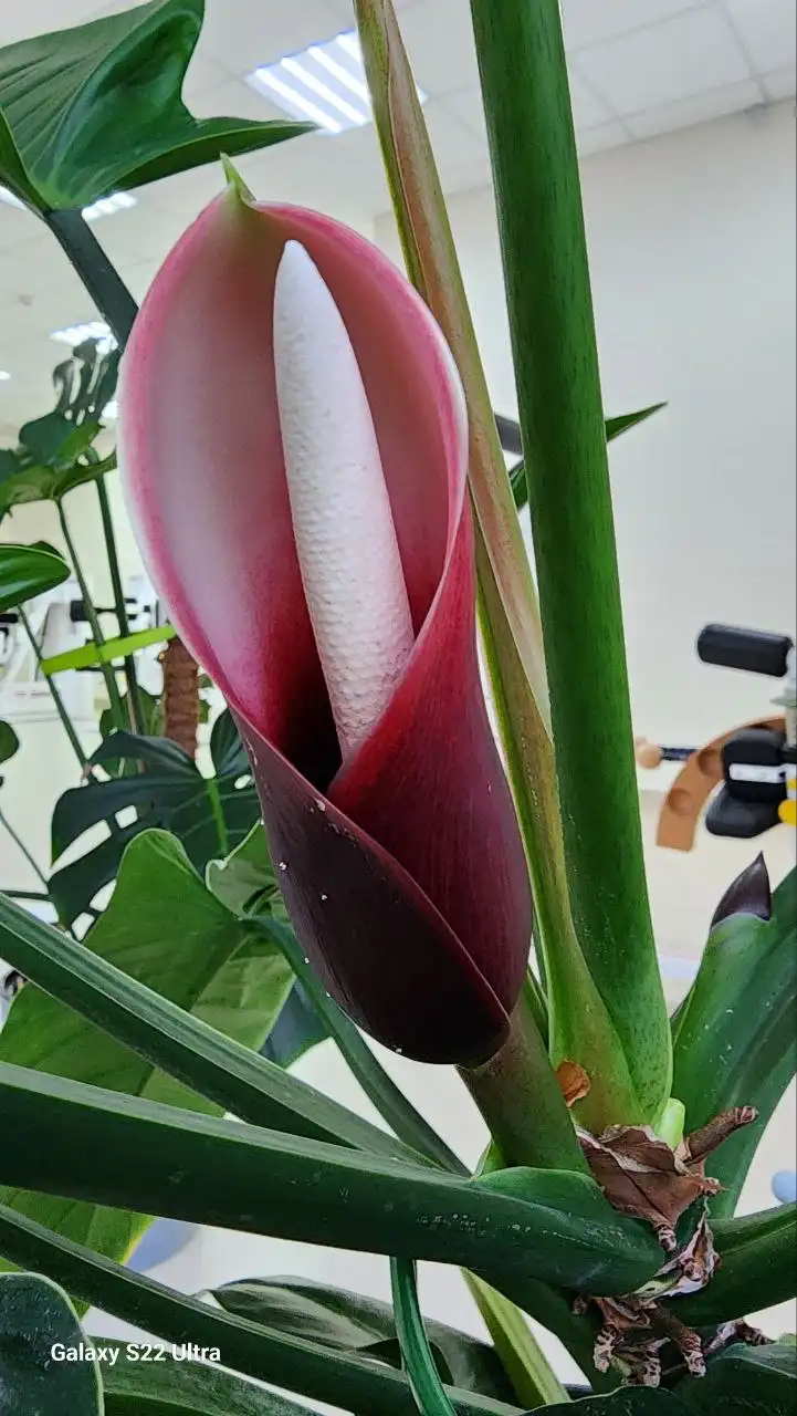 Продажа комнатных растений Империал Грин и Блэк Кардинал - Комнатные растения (Хобби и отдых) в Ростов-на-Дону