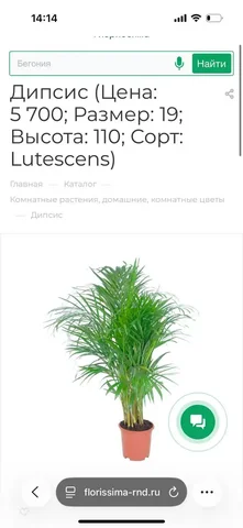 Цветок Флориссима - Игрушки в Ростов-на-Дону