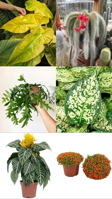 Анонс новой поставки комнатных и уличных растений - Рукоделие в Ростов-на-Дону