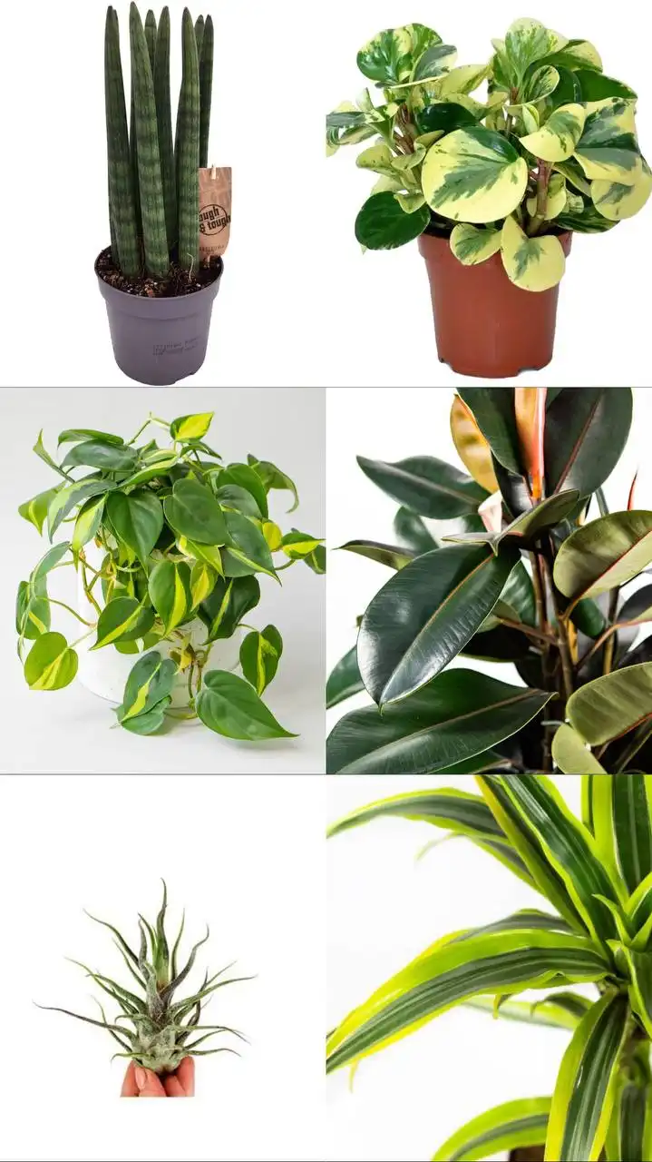 Анонс новой поставки комнатных и уличных растений - Растения (Хобби и отдых) в Ростов-на-Дону