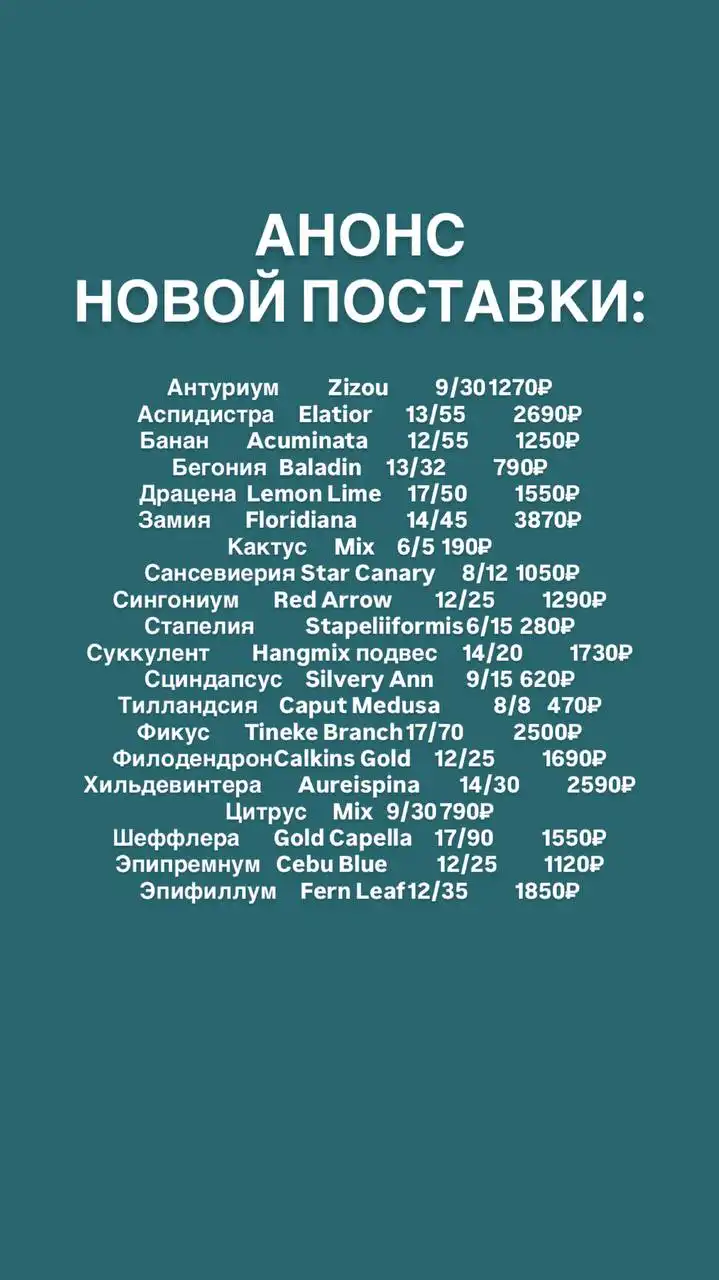 Анонс новой поставки комнатных и уличных растений - Растения (Хобби и отдых) в Ростов-на-Дону