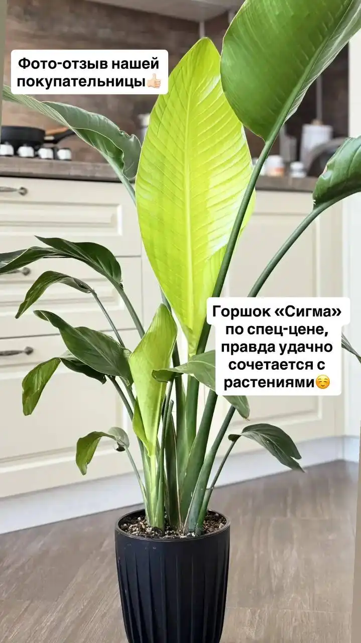 Стрелиция в кашпо СИГМА от Флориссима - Рукоделие в Ростов-на-Дону