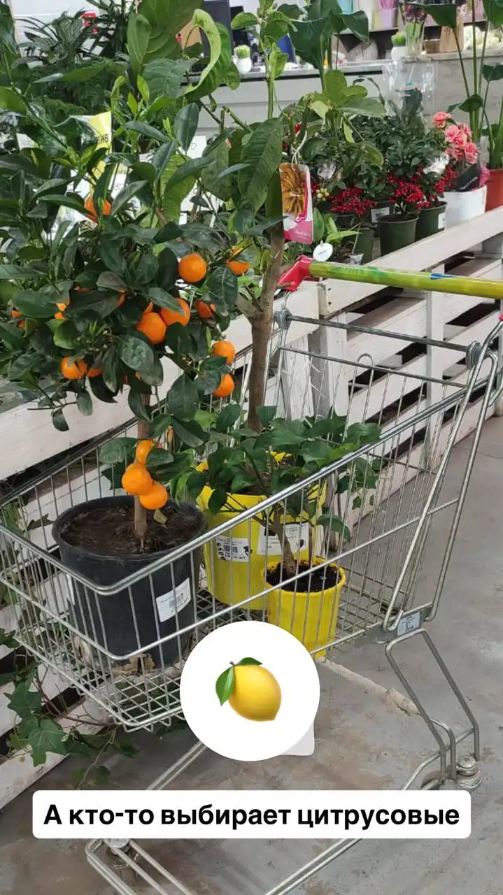 Стрелиция в кашпо СИГМА от Флориссима - Растения (Хобби и отдых) в Ростов-на-Дону