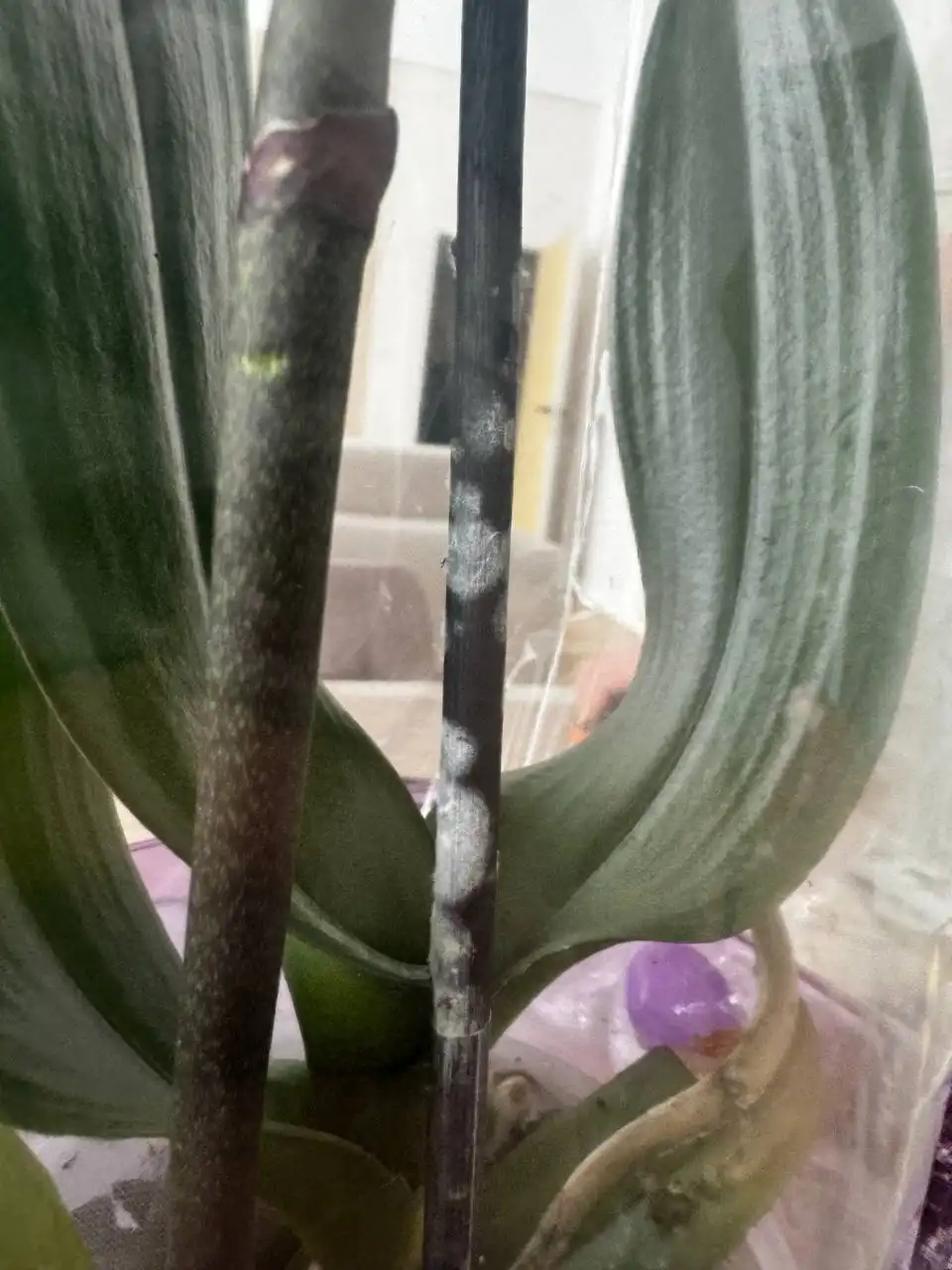 Вопрос о комнатном растении после покупки - Растения (Хобби и отдых) в Ростов-на-Дону