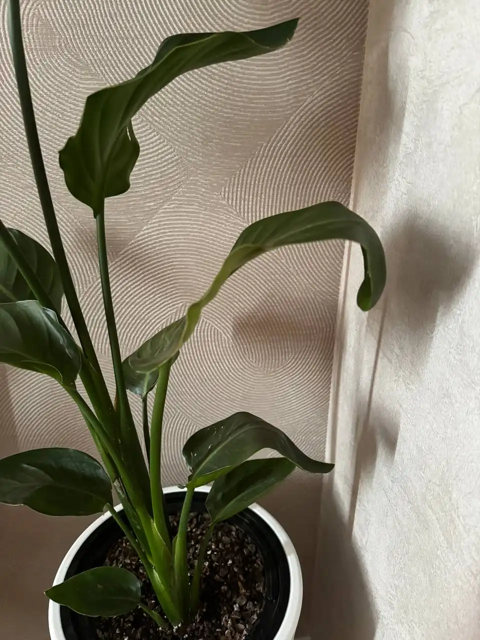 Консультация по уходу за стрелицией - Комнатные растения (Хобби и отдых) в Ростов-на-Дону