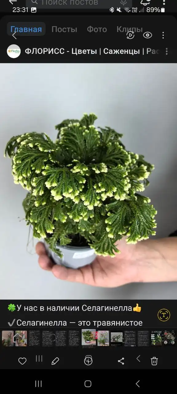 Мини орхидеи из Таиланда в Ростове-на-Дону - Комнатные растения (Хобби и отдых) в Ростов-на-Дону