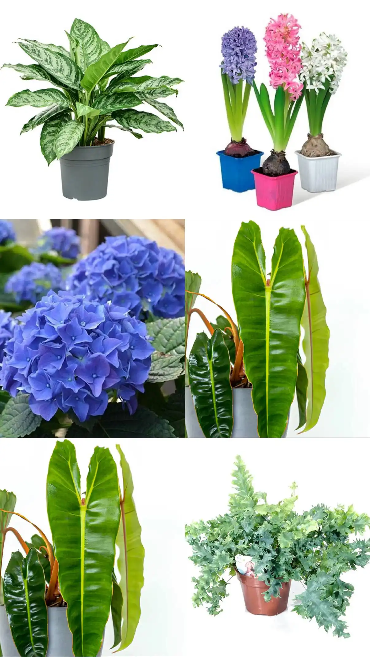 Поставка комнатных и уличных растений в Ростове-на-Дону - Растения (Хобби и отдых) в Ростов-на-Дону