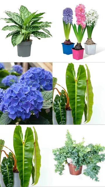 Поставка комнатных и уличных растений в Ростове-на-Дону - Тепловизионная техника в Ростов-на-Дону