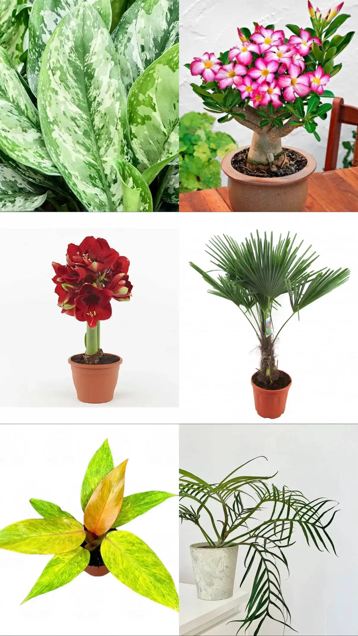 Поставка комнатных и уличных растений в Ростове-на-Дону - Растения (Хобби и отдых) в Ростов-на-Дону