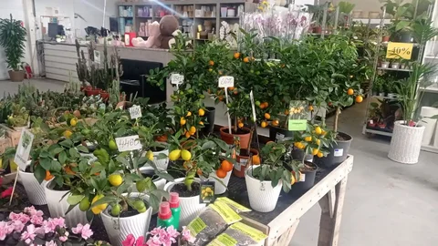 Цитрусовые растения с плодами - Тепловизионная техника в Ростов-на-Дону