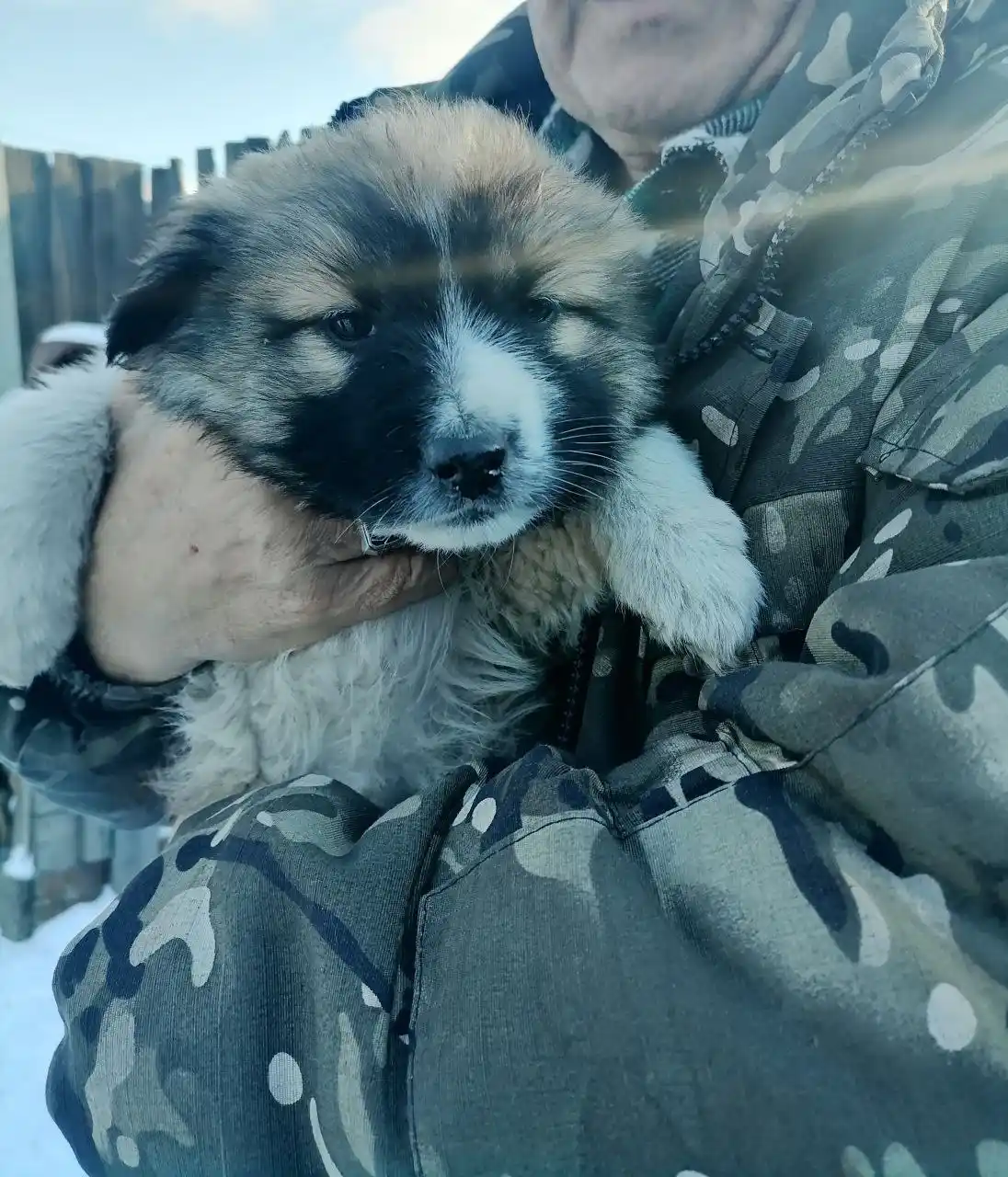 Мишель в поисках дома