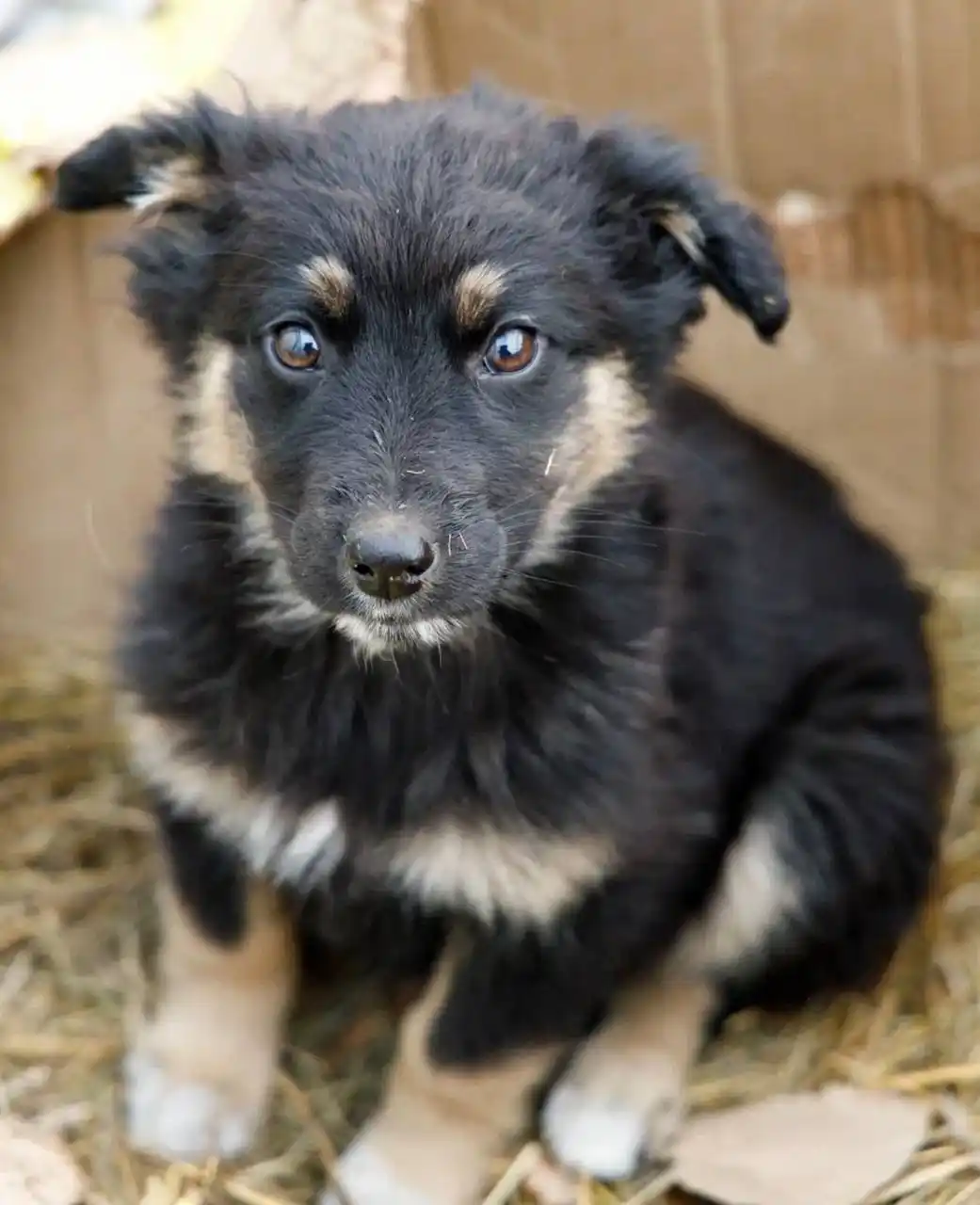 Щенок девочка ищет дом - Животные в Чита