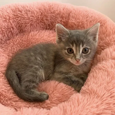 Малышка в поисках дома - Животные в Чита