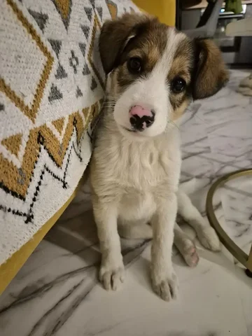 Мальчишке нужен дом - Животные в Чита