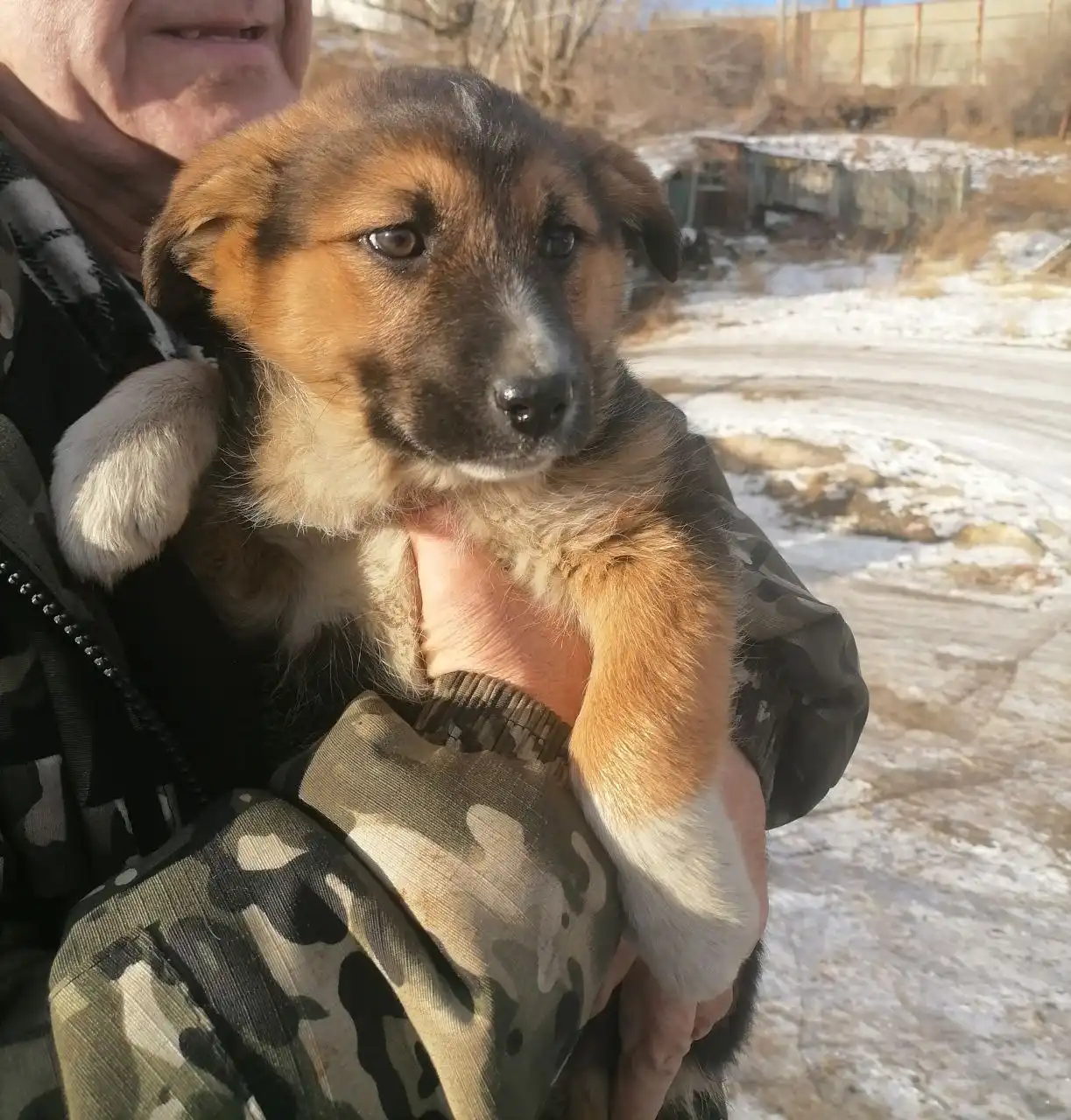 Пальма в поисках дома