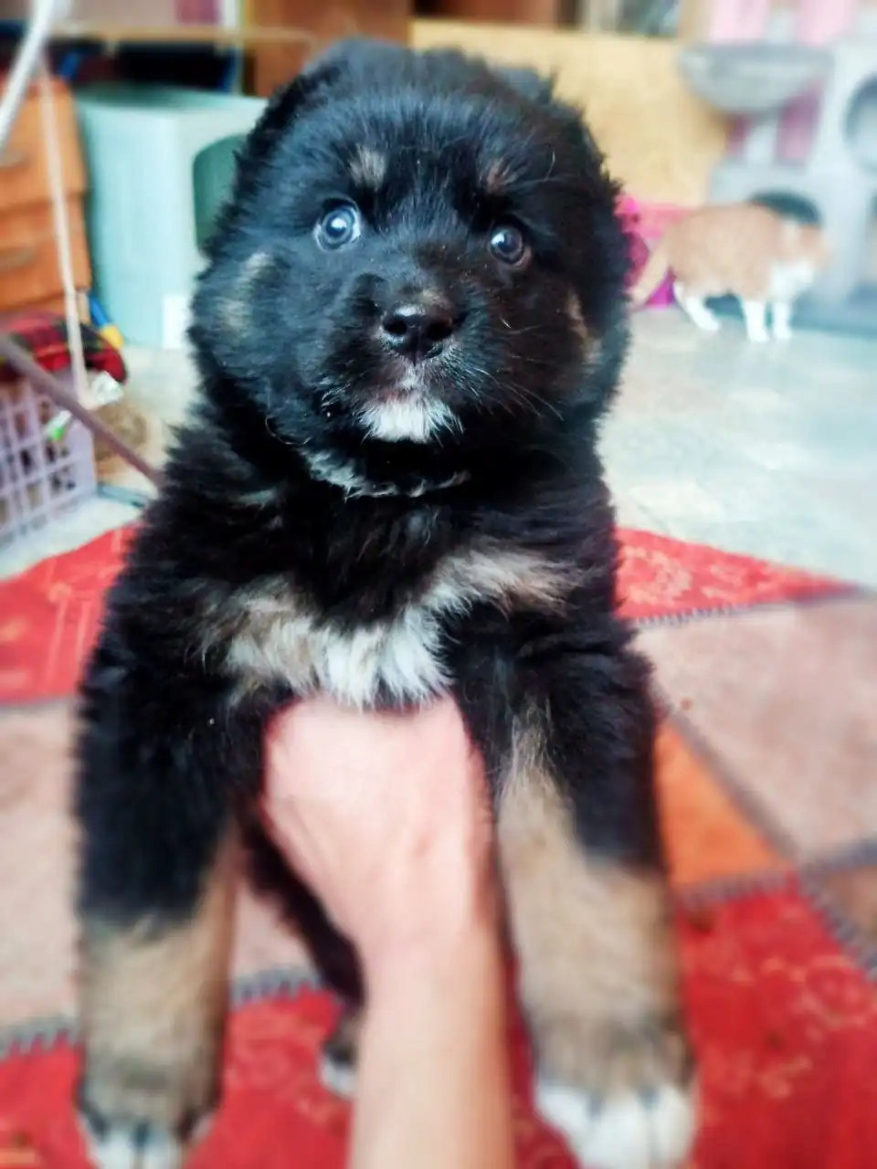 Отдам котят в добрые руки