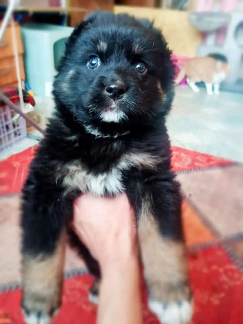 Отдам котят в добрые руки - Животные в Чита