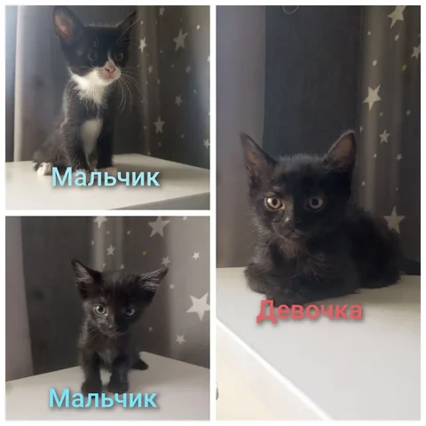 Котята для пристройства в Чите - частное объявление в Чита