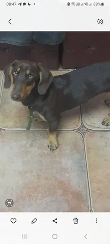 Поиск нового хозяина для собаки - частное объявление в Чита