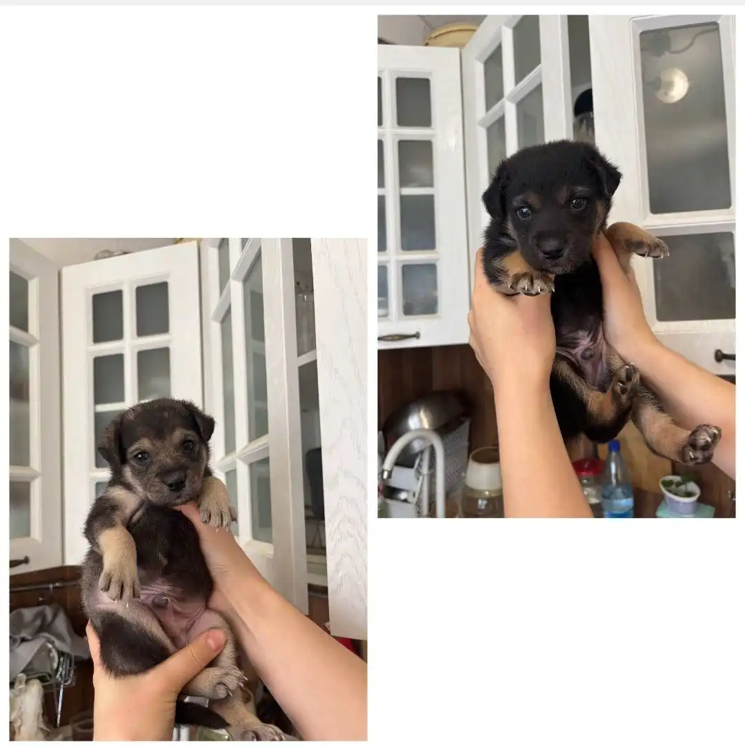 Щенки мальчики