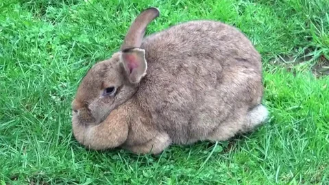 Продажа кроликов мясной породы - Животные в Чита