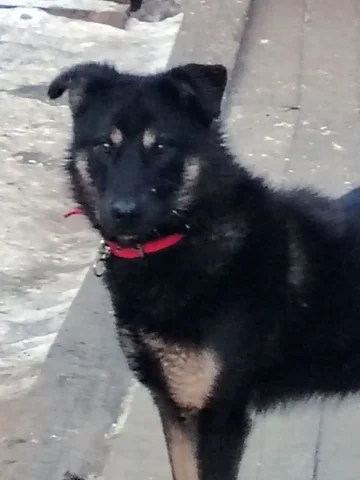 Щенок Маня для семьи - частное объявление в Атамановка