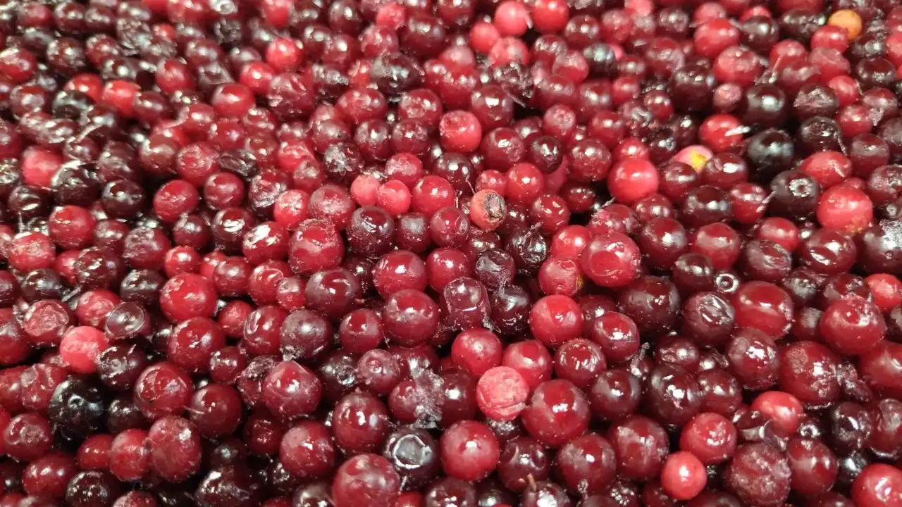 Продам замороженную бруснику в Антипихе