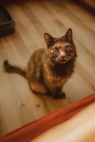 Бездомная кошка ищет дом - Животные в Чита