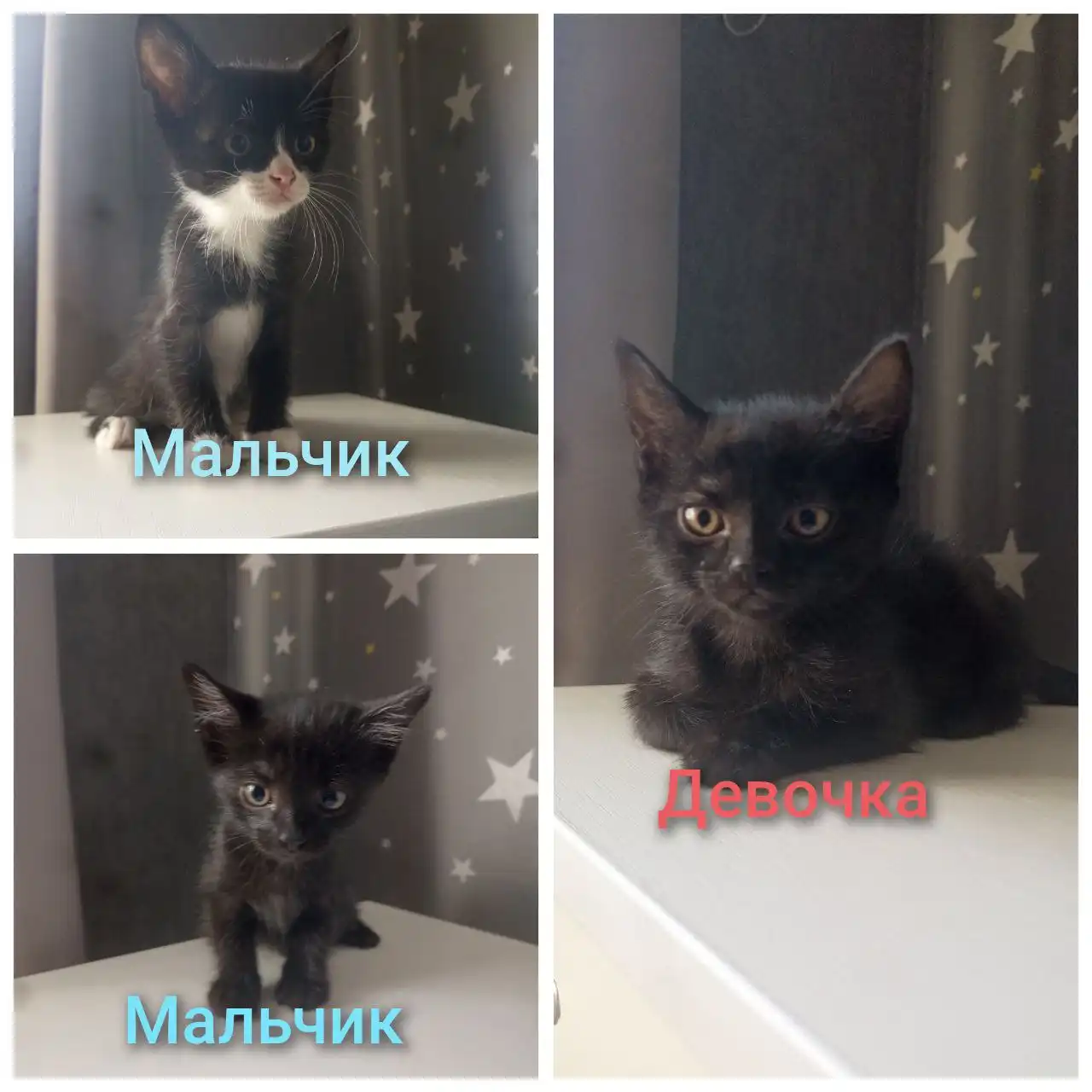 Котята от прибившейся кошки в Чите