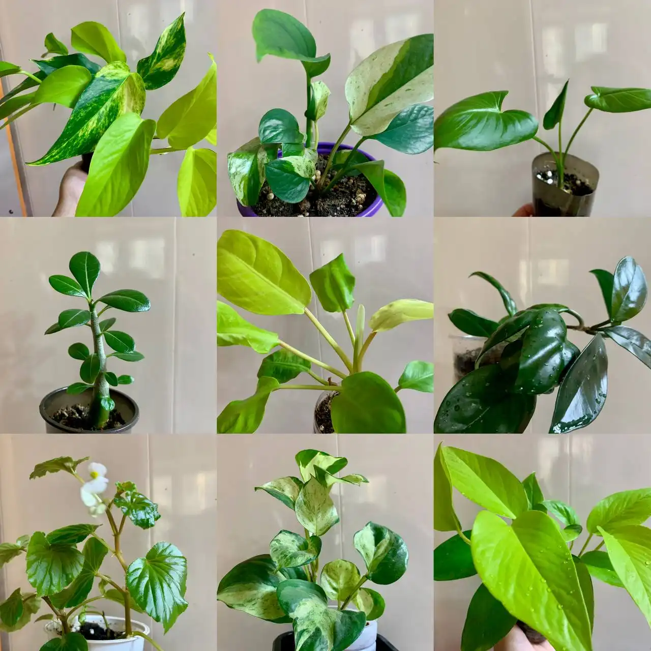 Продажа цветов с доставкой