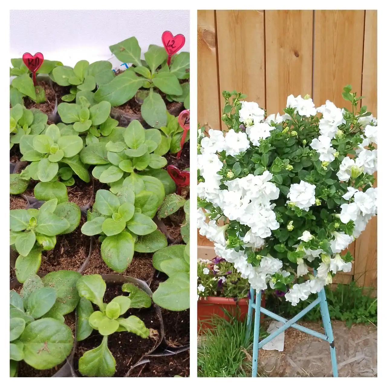 Черенки вегетативной петунии Тумбелина Диана