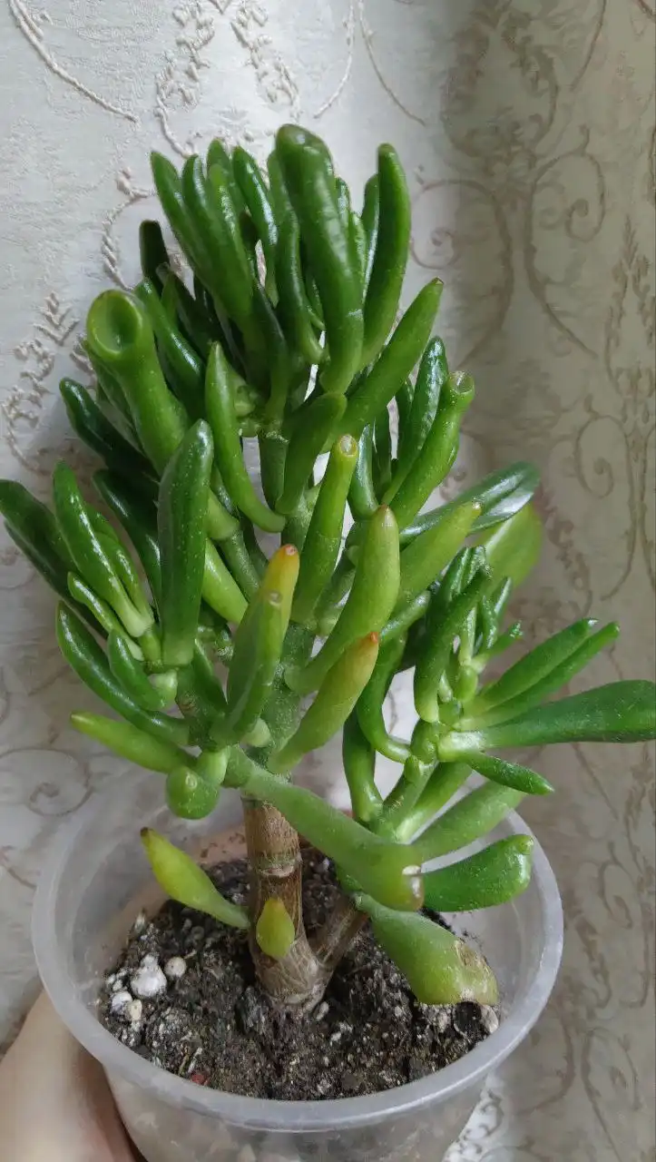 Крассула хоббит