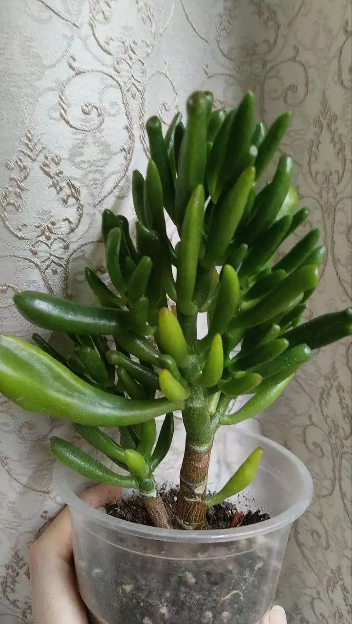 Крассула хоббит