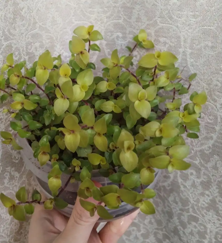 Каллизия голд