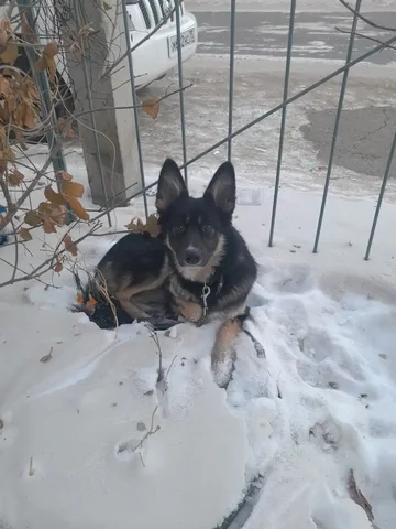 Потерянная собака с поводком - Животные в Чита