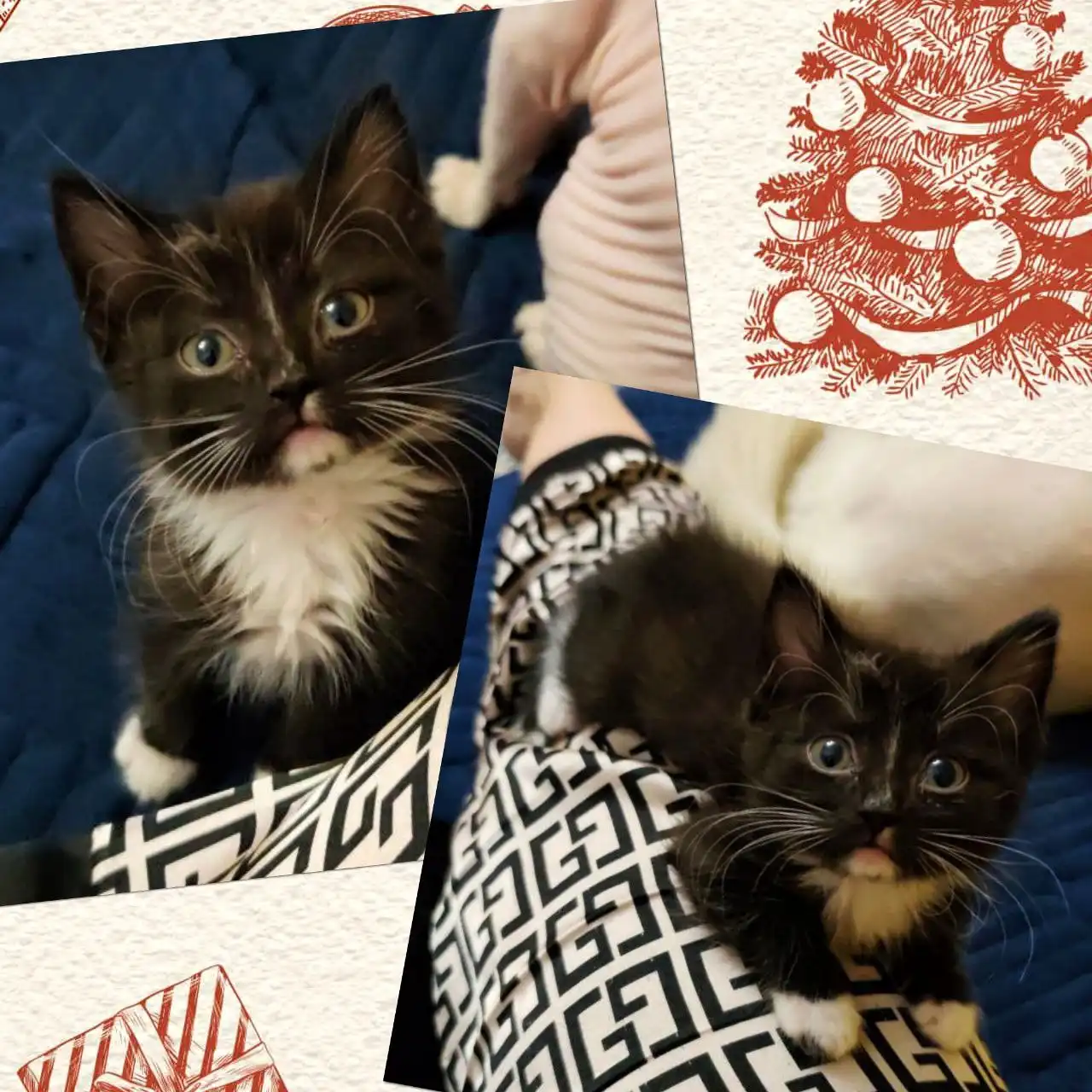 Котята близнецы в добрые руки - Кошки (Животные) в Чита