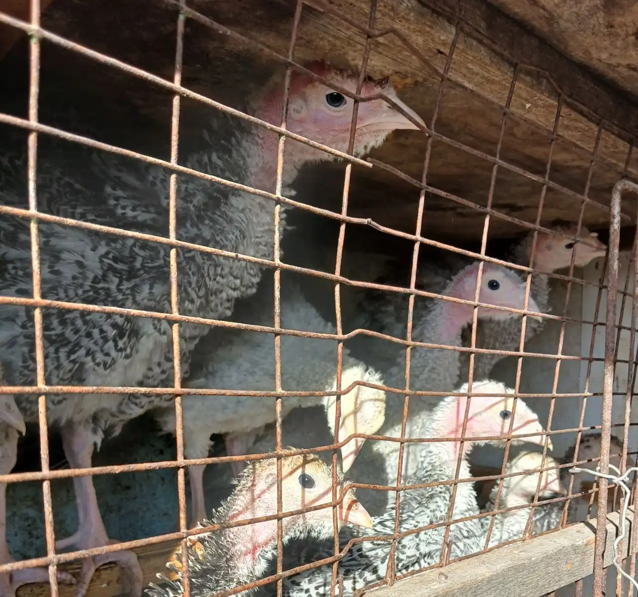 Продажа индюшат, уток и кроликов в Смоленке - Сельскохозяйственные животные (Животные) в Смоленка