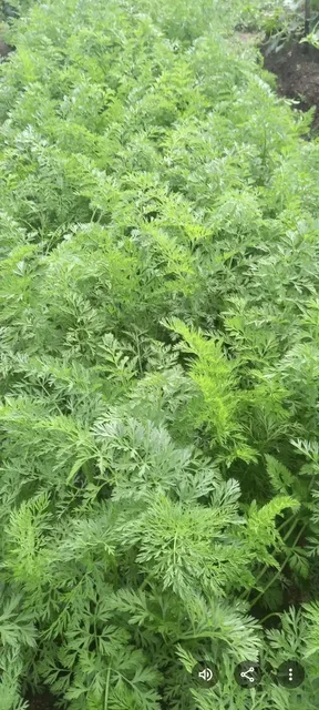 Продажа участка 12 соток в СНТ Машиностроитель с домом - Недвижимость в Чита