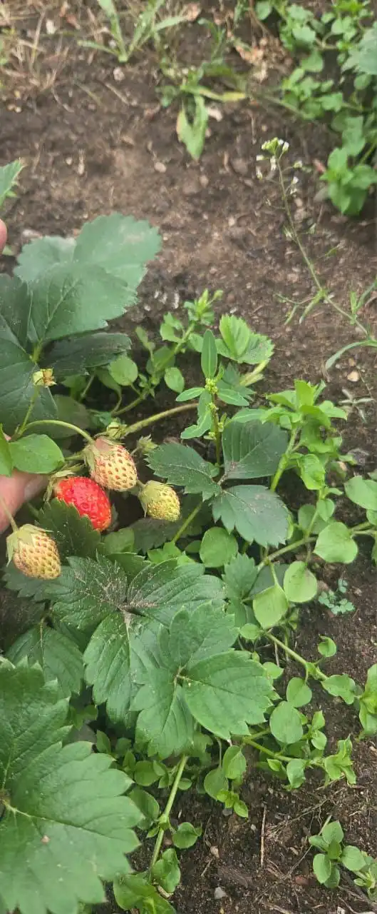 Продажа участка 12 соток в СНТ Машиностроитель с домом