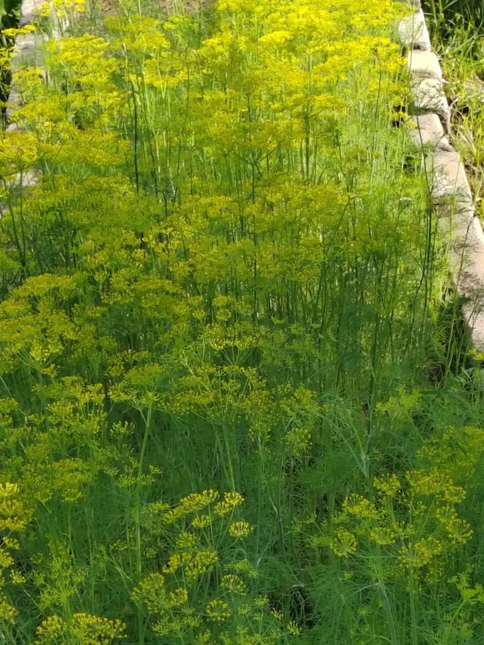 Продажа участка 12 соток в СНТ Машиностроитель с домом