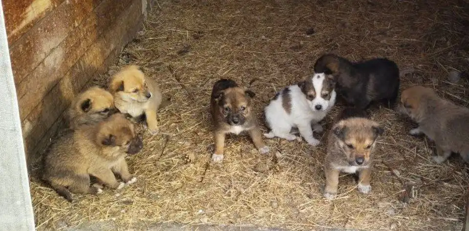 Малыши ищут добрые ручки