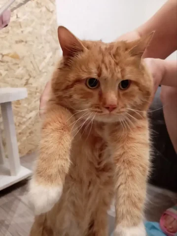 Молодой рыжий кот ищет хозяев - Животные в Чита