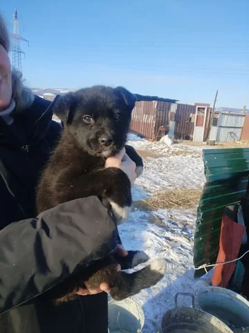 Отдам щенка кобеля в ответственные руки - Животные в Чита