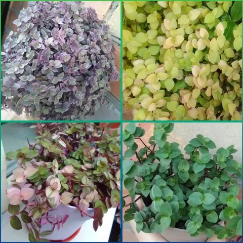 Продажа каллизий - Разное в Чита