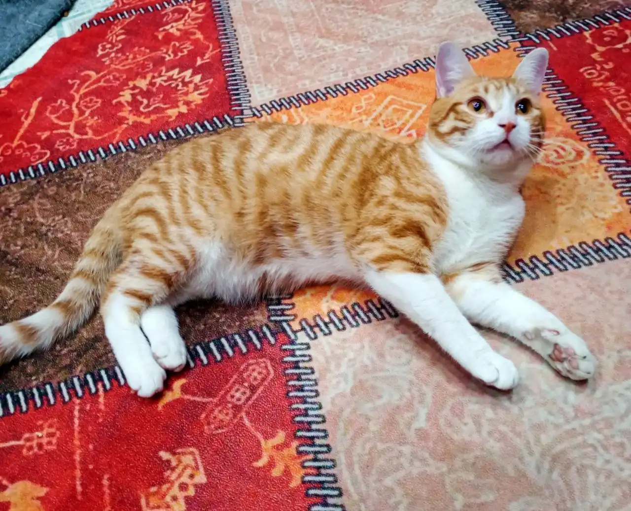 Продажа марк в поисках дома 7 месяцев - Барахолка в Чита