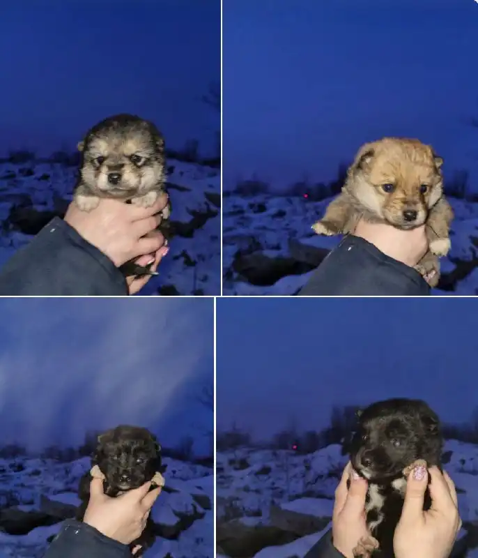 Кошки ищут дом в Чите - Кошки (Животные) в Чита