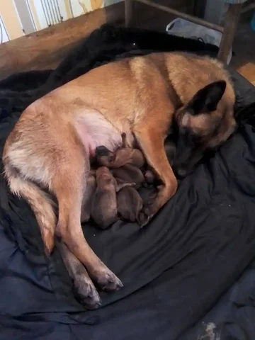 Щенки Бельгийской овчарки малинуа - Птицы в Чита