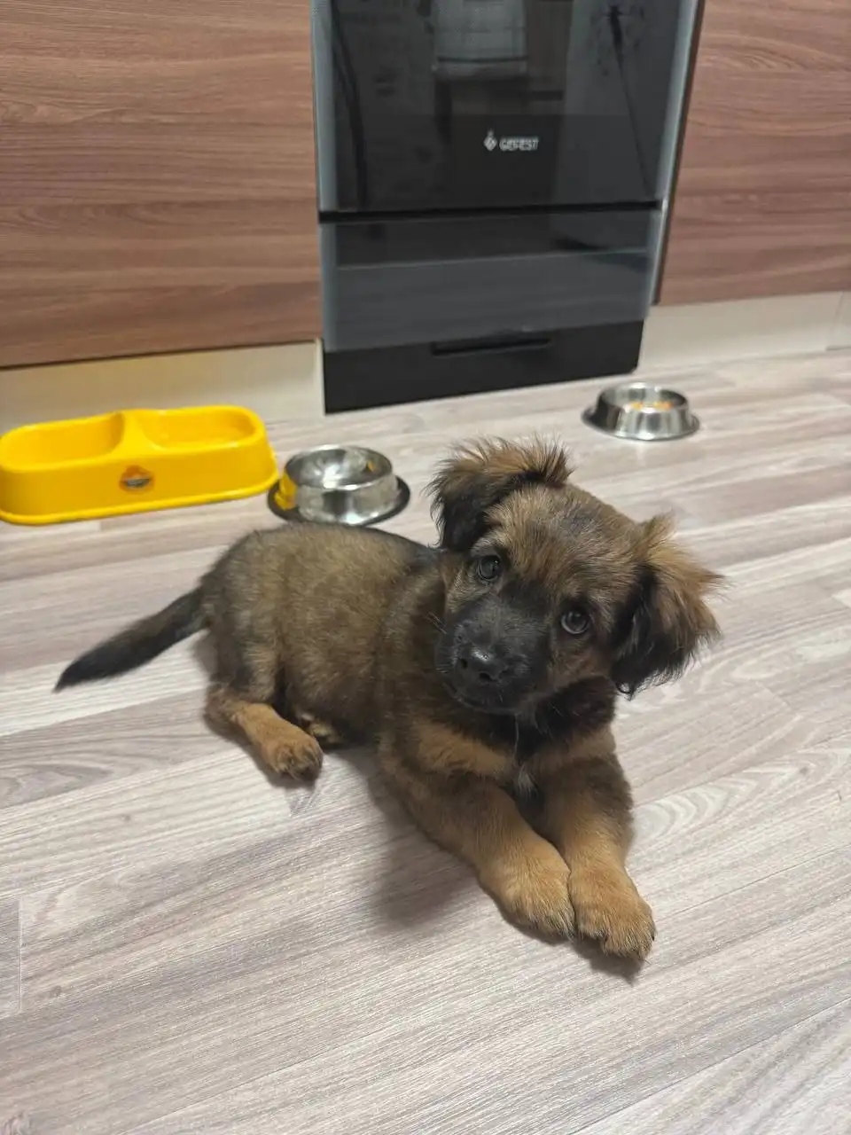 Щенок девочка 3 месяца в добрые руки - Собаки (Животные) в Чита