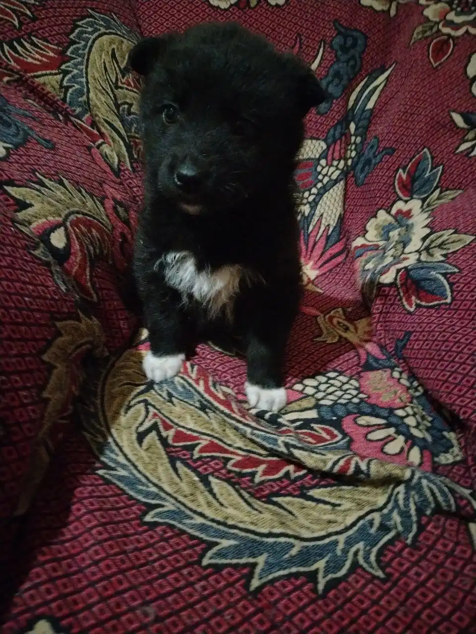 Щенок мальчик 1.5 месяца в добрые руки - Собаки (Животные) в Чита